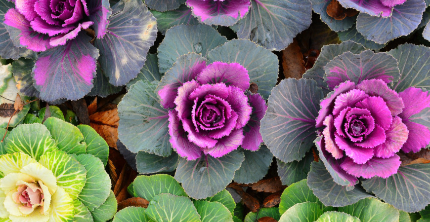 Dekoratívna môže byť aj zelenina, nielen kvety, skúste to s ňou!