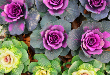 Dekoratívna môže byť aj zelenina, nielen kvety, skúste to s ňou!