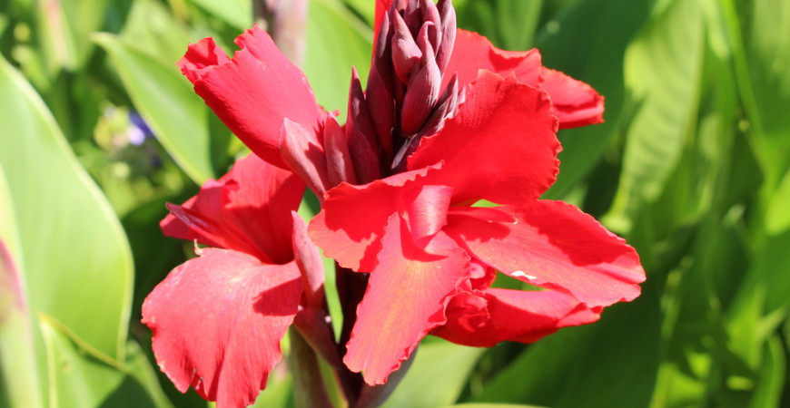 Kany sú pri správnom pestovaní a zimovaní v podstate "nezničiteľné"