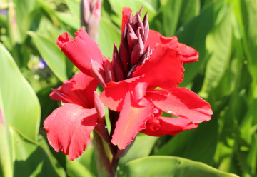 Kany sú pri správnom pestovaní a zimovaní v podstate "nezničiteľné"