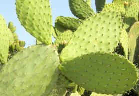 Opuncia, kaktus, s jedlými plodmi 