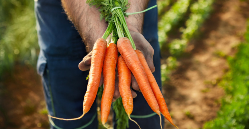 Viete, aký je rozdiel medzi karotkou a mrkvou? A ako vôbec pestovať mrkvu?