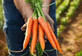 Viete, aký je rozdiel medzi karotkou a mrkvou? A ako vôbec pestovať mrkvu?