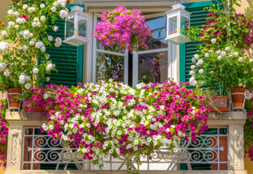 Aké kvety do kvetináčov na trvalo slnečný balkón? 