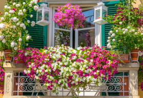 Aké kvety do kvetináčov na trvalo slnečný balkón? 