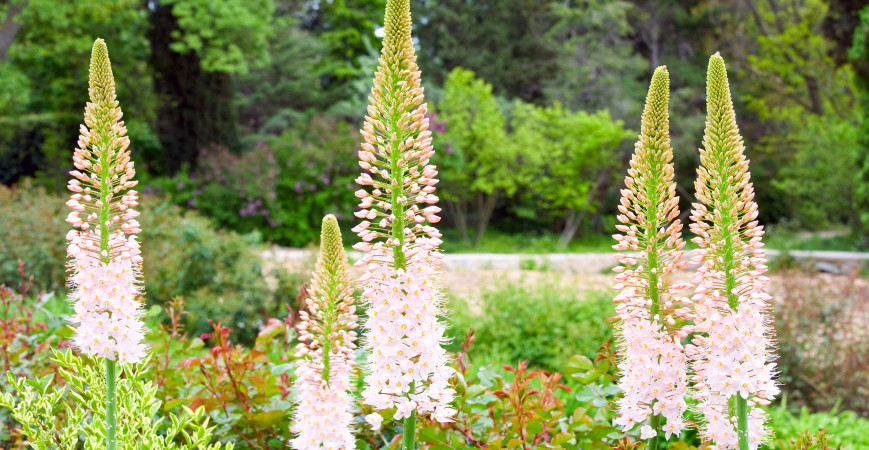 Eremurus alebo fakľa, krásna trvalka s vysokým kvetenstvom
