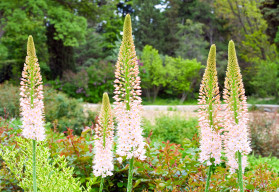 Eremurus alebo fakľa, krásna trvalka s vysokým kvetenstvom