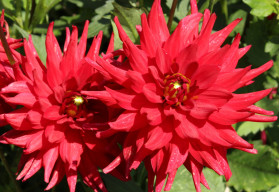 Georgíny vysádzajte na začiatku mája, na jeseň svojimi sýtymi farbami kvetov ozdobia záhradu