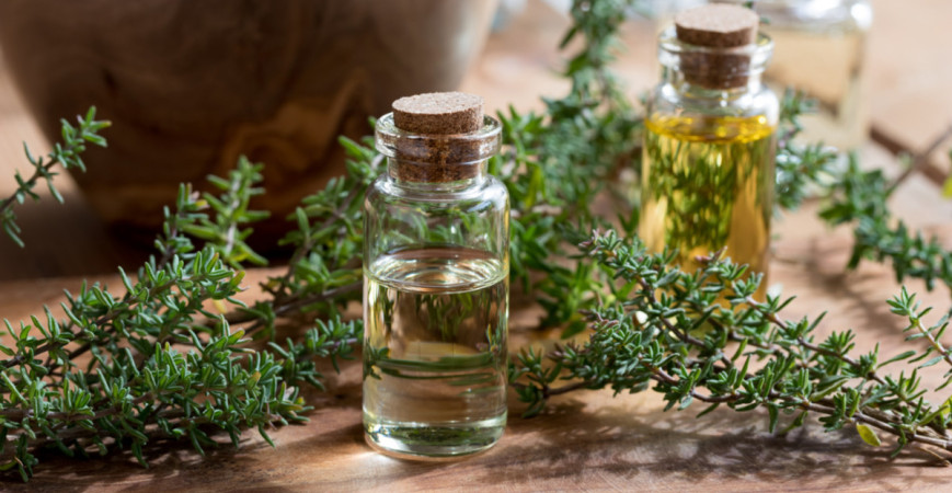 Tymián, bylinka zo Stredomoria, ktorá sa zabývala aj v našich podmienkach 