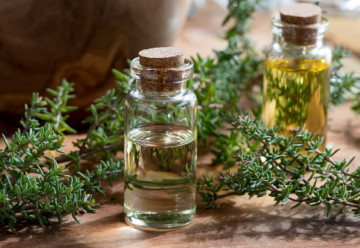 Tymián, bylinka zo Stredomoria, ktorá sa zabývala aj v našich podmienkach 