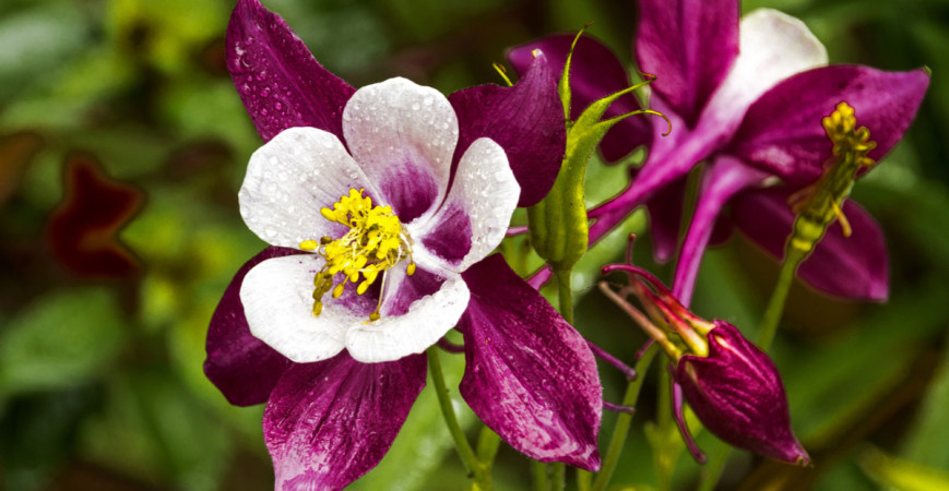 Tradičná trvalka vidieckych záhrad - orlíček záhradný