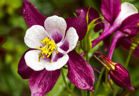 Tradičná trvalka vidieckych záhrad - orlíček záhradný