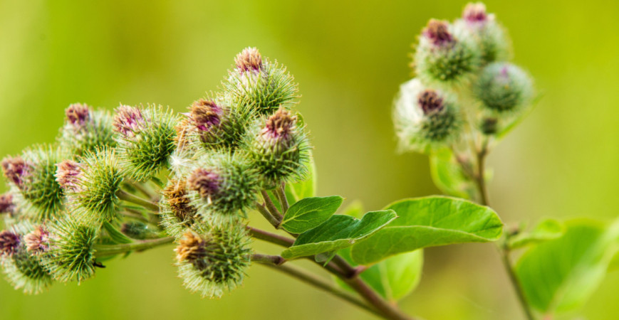 Neprehliadnuteľná burina, ktorá sa dá pestovať ako zelenina - lopúch väčší 
