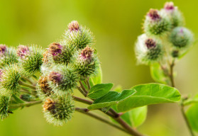 Neprehliadnuteľná burina, ktorá sa dá pestovať ako zelenina - lopúch väčší 