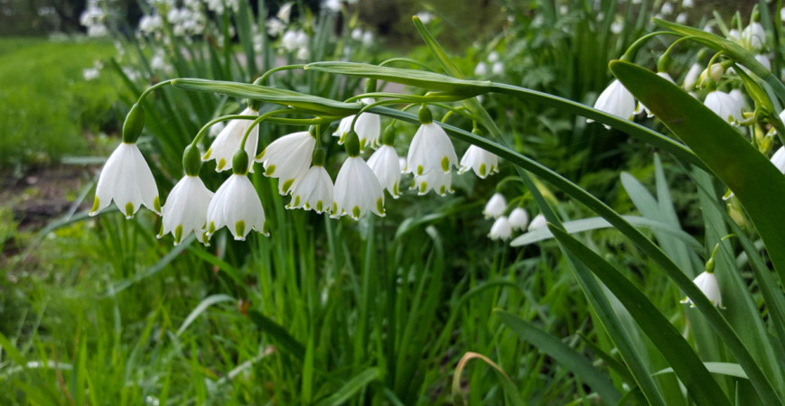Akými trvalkami osadiť tienisté miesta v záhrade?