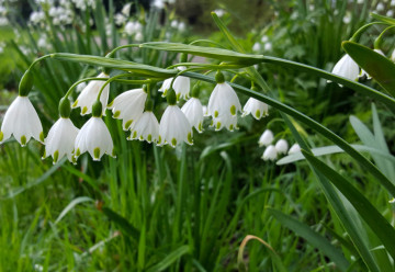 Akými trvalkami osadiť tienisté miesta v záhrade?