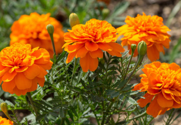 Aksamietnica čiže afrikán - ochranca záhrady pred rôznymi škodcami 