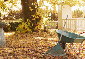 V novembri už zazimujte záhradu