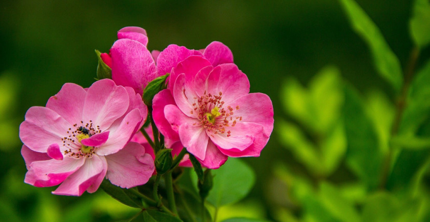 Ruža vráskavá upúta jednoduchou a prirodzenou krásou 