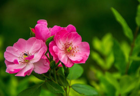Ruža vráskavá upúta jednoduchou a prirodzenou krásou 
