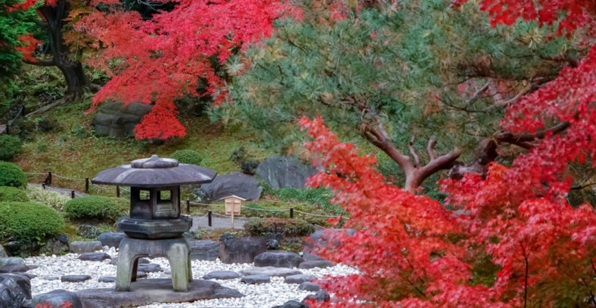 Japonské javory sú vyhľadávanými solitérmi