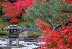 Japonské javory sú vyhľadávanými solitérmi