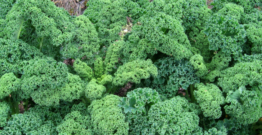 Kelu kučeravému nevadia ani teploty pod bodom mrazu 