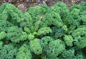 Kelu kučeravému nevadia ani teploty pod bodom mrazu 