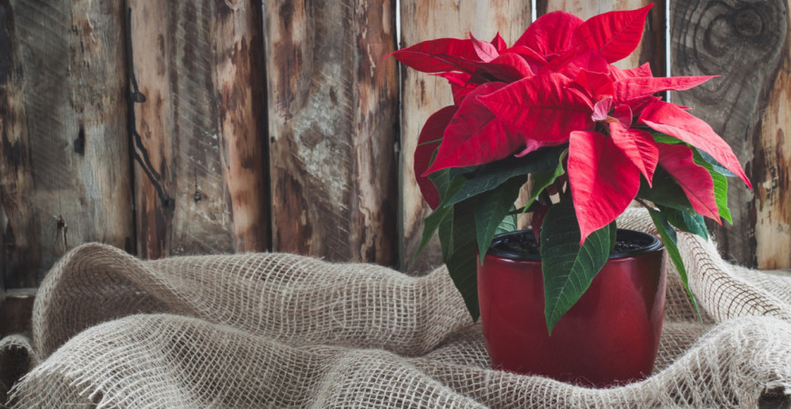 Vianoce sa rýchlo blížia, nenechávajte objednávku darčekov na poslednú chvíľu.