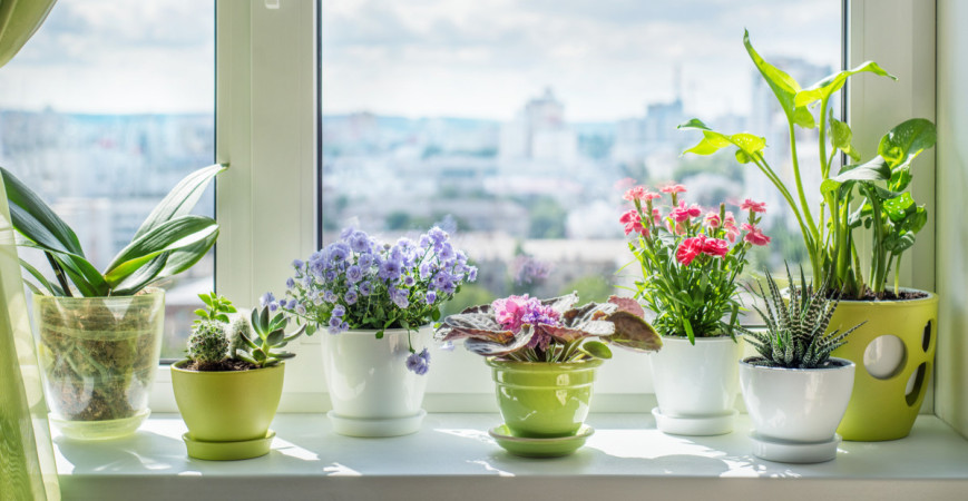 Ktoré izbové kvety ocenia polohu na severnom a západnom okne?