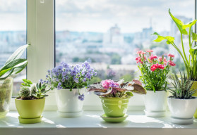 Ktoré izbové kvety ocenia polohu na severnom a západnom okne?