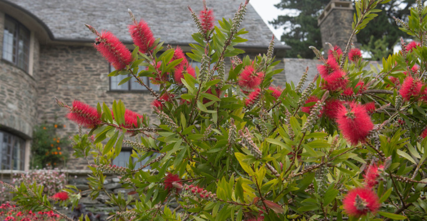 Kalistemon, exoticky vyzerajúca rastlina, ktorú môžete pestovať v lete v záhrade