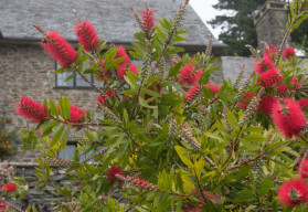 Kalistemon, exoticky vyzerajúca rastlina, ktorú môžete pestovať v lete v záhrade