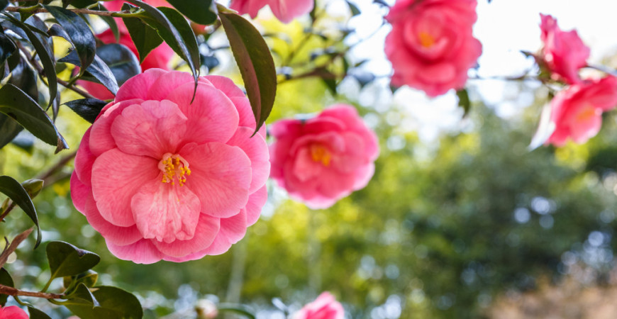 Kamélia je jednou z najkrajších izbových rastlín 