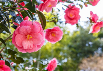 Kamélia je jednou z najkrajších izbových rastlín 