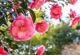 Kamélia je jednou z najkrajších izbových rastlín 