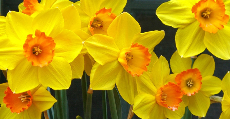 Aké cibuľoviny by vám v záhrade nemali chýbať? II.