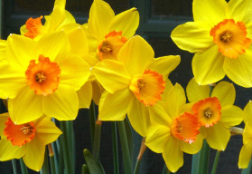 Aké cibuľoviny by vám v záhrade nemali chýbať? II.