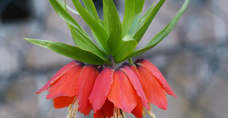 Aké cibuľoviny by vám v záhrade nemali chýbať? I.