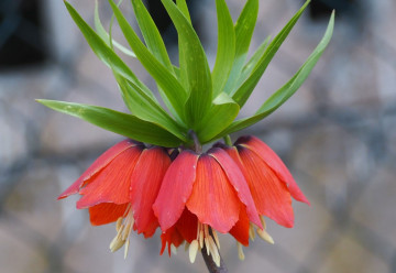 Aké cibuľoviny by vám v záhrade nemali chýbať? I.