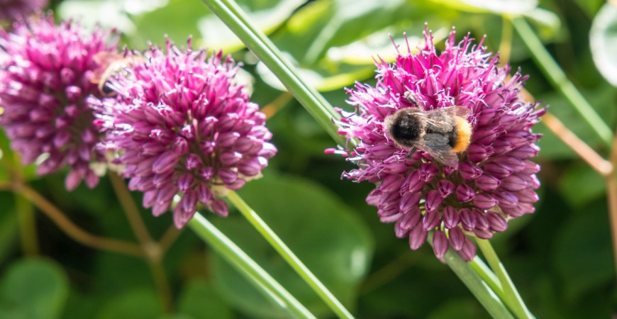 Aké okrasné cibuľoviny by vám v záhrade nemali chýbať?