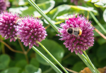 Aké okrasné cibuľoviny by vám v záhrade nemali chýbať?