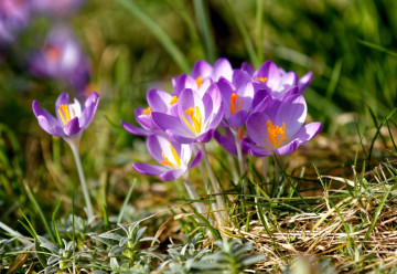 Najobľúbenejšie jarné cibuľoviny - ako na ich pestovanie?