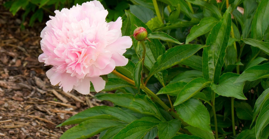 Dlhoveká trvalka do záhrady bez nutnosti presádzania? Aj také sa nájdu, pestujte pivonky