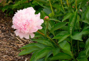 Dlhoveká trvalka do záhrady bez nutnosti presádzania? Aj také sa nájdu, pestujte pivonky