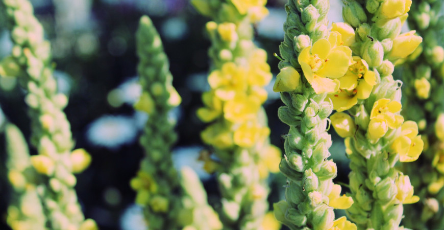 Divozel kvitne neúnavne celé leto, porastie aj v chudobnej pôde 