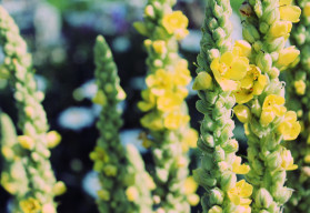 Divozel kvitne neúnavne celé leto, porastie aj v chudobnej pôde 