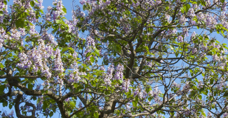 Cisársky strom prežije aj požiar. Viete, ako sa volá?