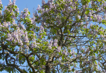 Cisársky strom prežije aj požiar. Viete, ako sa volá?