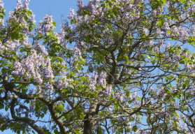 Cisársky strom prežije aj požiar. Viete, ako sa volá?